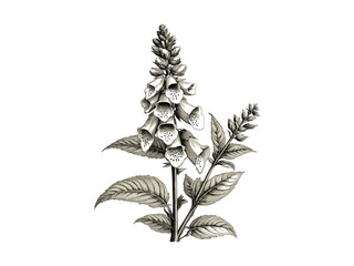 Hand-drawn engraving of foxglove flower spike, antique botanical illustration, rustic print decor, vintage floral sketch, trendy engraved bloom motif, black sketch, old engraving style, botanical art