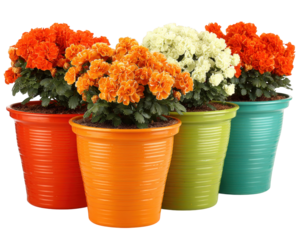 Bright orange, white, and green flower pots filled with vibrant blooms create cheerful and lively atmosphere. These seasonal flowers add touch of color to any space, perfect for home decor