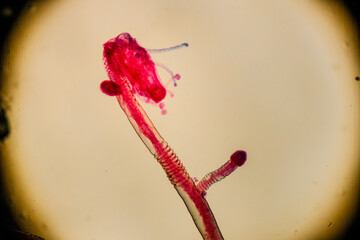 Pennaria polyp under microscope showing reproductive and feeding