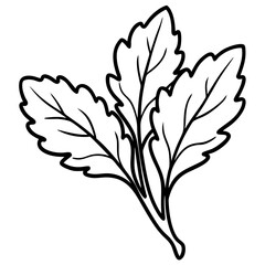 Minimal Arugula Herb Vector Illustration