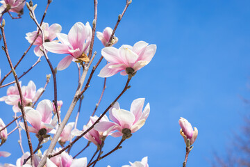 Magnolia en fleur, printemps, jour, horizontal
