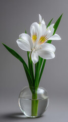 Fototapeta premium A delicate white alstroemeria flower with yellow markings is presented in a small clear glass vase filled with water against a soft gray backdrop providing elegance.