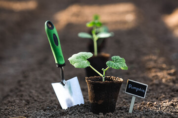 The shoulder blade and pumpkin seedlings are planted in the ground. The concept of spring planting...