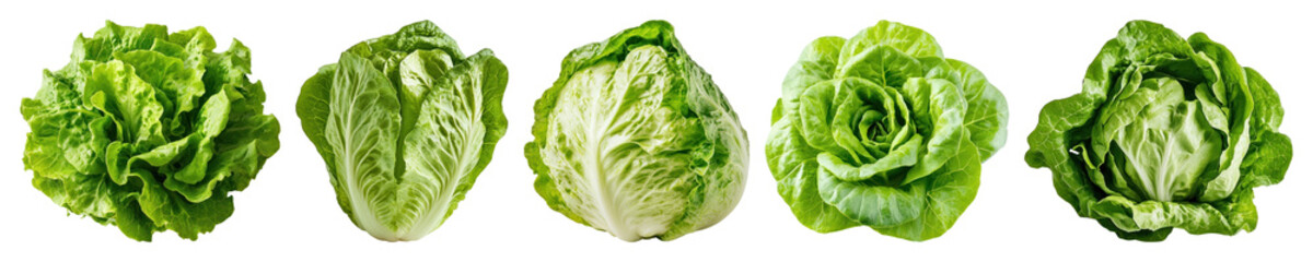 PNG Fresh green lettuce varieties displayed, element set on transparent background