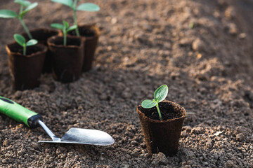 Spatula and vegetable seedlings in peat pots are planted in the ground. The concept of spring planting of vegetables and farming.