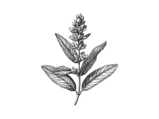 Antique floral illustration, trendy hand-drawn engraving of sage leaf, vintage botanical sketch, rustic garden decor motif, black sketch, old engraving style, floral herb print, vintage decor.