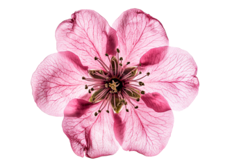 Stunning Pink Cherry