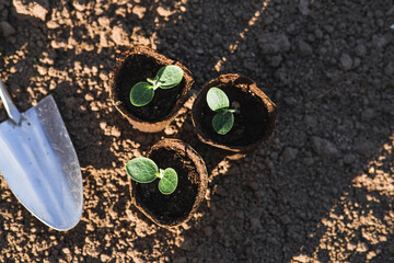 Spatula and vegetable seedlings in peat pots are planted in the ground. The concept of spring...