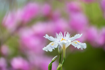 Obraz premium 公園に群生する美しいシャガの花 滋賀県大津市皇子が丘公園
