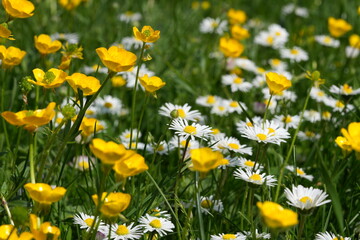 A sea of ​​flowers of daisies (bellis perennis) and bulbous buttercups (ranunculus bulbosus) in the meadow in spring © Doris Steiner