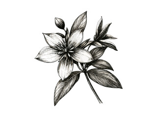 Trendy vintage sketch of star anise flower, botanical engraving in black, antique floral illustration, rustic herb bloom motif, nature-inspired decor, wild spice flower