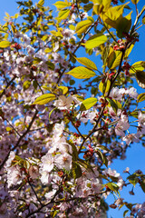 Spring flowers. Blooming trees. Spring floral background.
