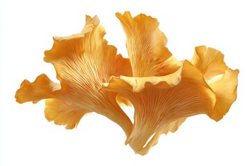 Golden chanterelle mushrooms in a close-up shot against a white background.
