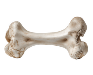 Weathered dog femur bone showcasing natural textures and unique details, perfect for artistic or educational purposes. Its aged appearance adds character and interest to any collection