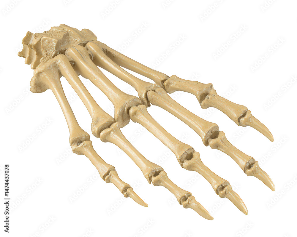Poster delicate rabbit toe bone showcasing its intricate details, highlighting unique structure and form of