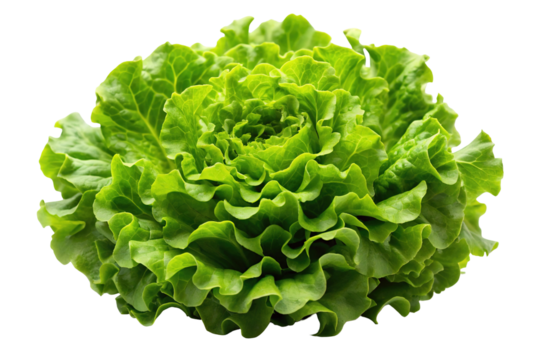 Fresh green lettuce head close up photograph for healthy eating and salad ingredient concepts use 95 on transparent background
