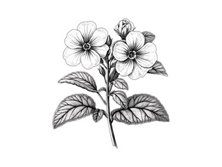 Primrose flower black sketch, antique flora engraving, hand-drawn botanical bloom, vintage wildflower illustration, floral ink drawing, old art style, retro flower etching,
