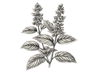 Retro Botanical Engraving of Basil Bloom, antique flora sketch, hand-drawn vintage basil flower, old engraving style, trendy floral art, monochrome herb illustration, vintage wall decor