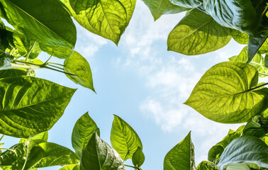 Blue sky and white clouds with green leaves in foreground, suitable for background