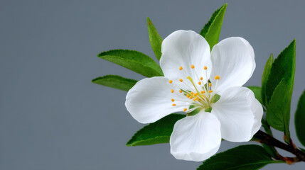 Obraz premium A delicate white blossom with vibrant yellow stamen is captured in exquisite detail, with fresh green leaves contrasting against a muted gray background beautifully.