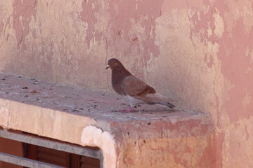 Brown pigeon perched on a house