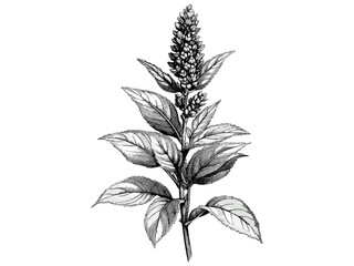 Vintage engraving of amaranth flower, hand-drawn botanical illustration, retro bloom line art, rustic garden motif, trendy engraved decor, nature-inspired print, old engraving style, antique decor. © Icons bundle Studio