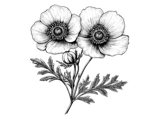 Vintage buttercup flower engraving, hand-drawn botanical sketch, antique floral art, trendy bloom decor motif, rustic nature print, retro black sketch, old engraving style, floral design