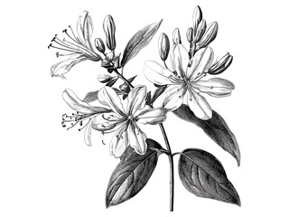Vintage honeysuckle flower engraving, hand-drawn botanical sketch, antique floral illustration, trendy nature print, black sketch, old engraving style, botanical decor, vintage nature art