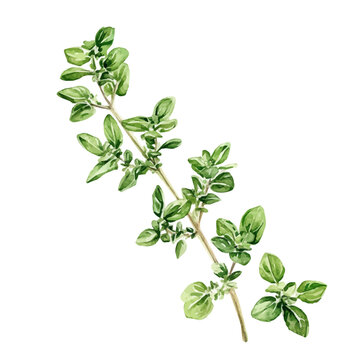 green watercolor oregano sprig on white clip art preview