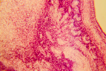 Neural fold cross section during embryonic development under microsco