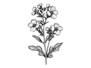 Small mustard flower bloom, vintage engraving, hand-drawn botanical sketch, black line drawing, rustic floral illustration, antique style plant art, trendy engraved plant decor