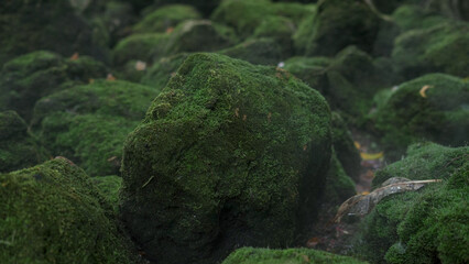 Green moss on the rocks under the waterfall at the beautiful natural mountain.