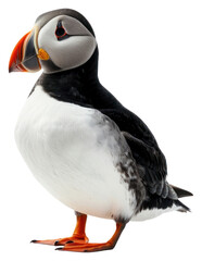 Naklejka premium PNG Colorful puffin bird portrait