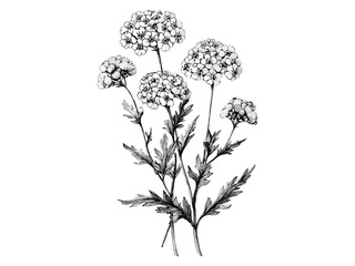 Yarrow flower vintage engraving, antique hand-drawn botanical sketch, retro floral black artwork, old-school floral illustration, trendy print decor, vintage black sketch, timeless floral art