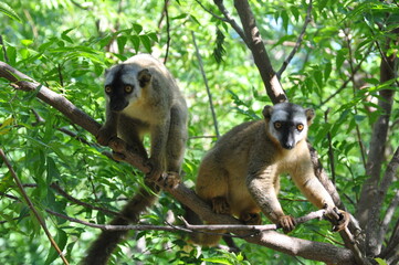 The common brown lemurs, Eulemur fulvus, Madagascar 
