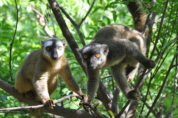 The common brown lemurs, Eulemur fulvus, Madagascar 