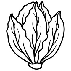 Endive Elegance – Minimalist Vector Art