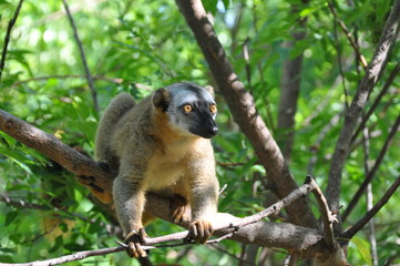 The common brown lemur, Eulemur fulvus, Madagascar 