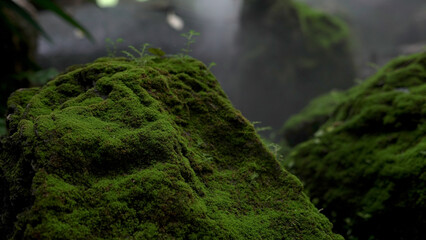 Green moss on the rocks under the waterfall at the beautiful natural mountain.