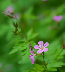 Beautiful close-up of geranium robertianum