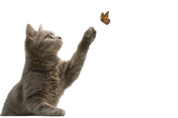 Gray cat reaching for a monarch butterfly