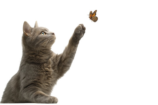 Gray cat reaching for a monarch butterfly