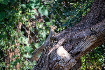 Fototapeta premium Close-up of a Texas fox squirrel feeding on seeds in a cedar tree