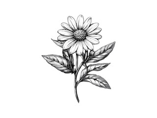 Antique Aster Flower Engraving, vintage botanical print, hand-drawn flower sketch, retro nature decor, detailed vintage illustration, old style sketch, trendy aster bloom, black and white design