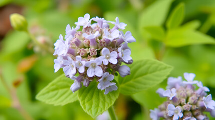 Cat-Mint (Nepeta cataria). Flower Closeup