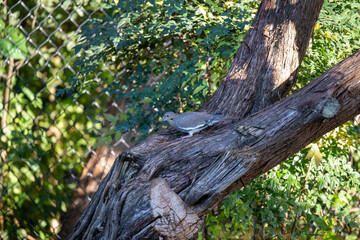 Mourning doves feeding in a cedar tree