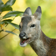 roe deer