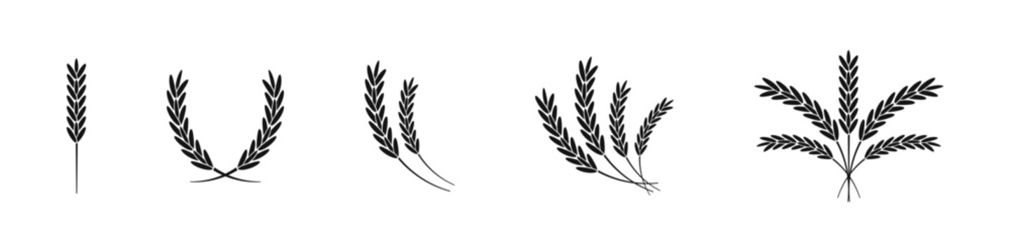 Wheat ear vector simple icons set. Minimalistic wheat spike drawings