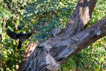 Mourning doves feeding in a cedar tree