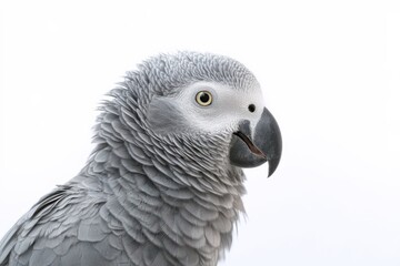 Fototapeta premium Close-up profile of an African Grey Parrot against a bright white background.
